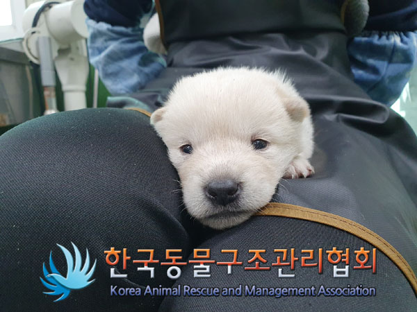 한국동물구조관리협회_441559202301037